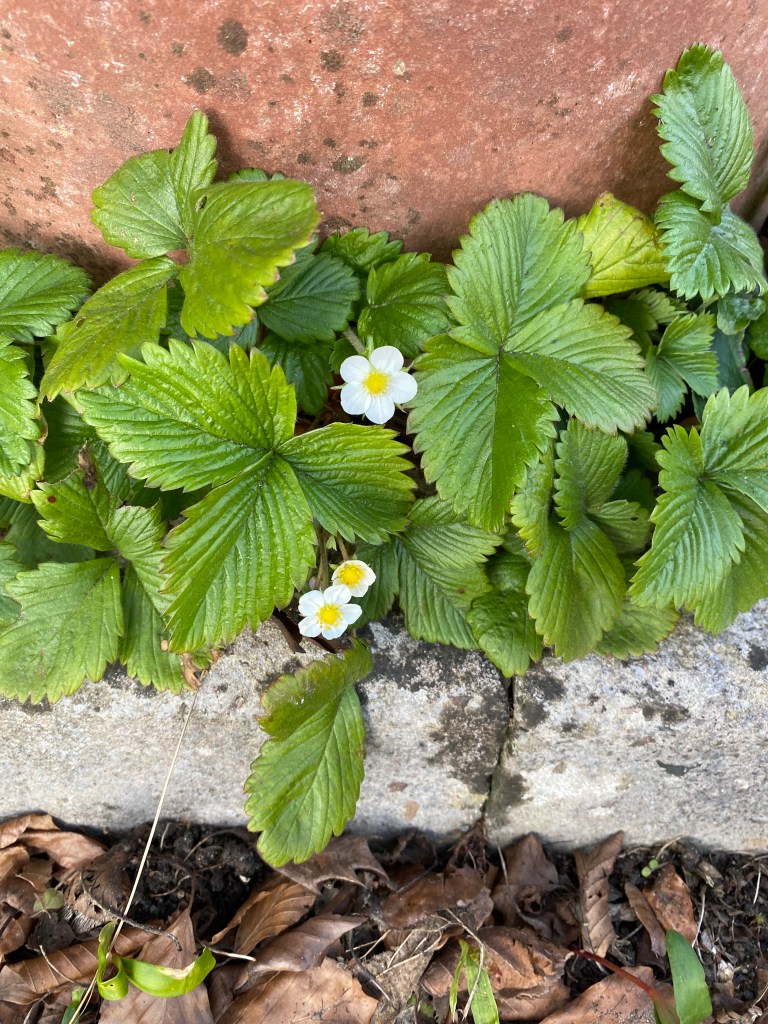 Wild strawberry flowers.