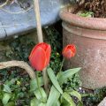 Red Tulips.