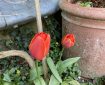 Red Tulips.