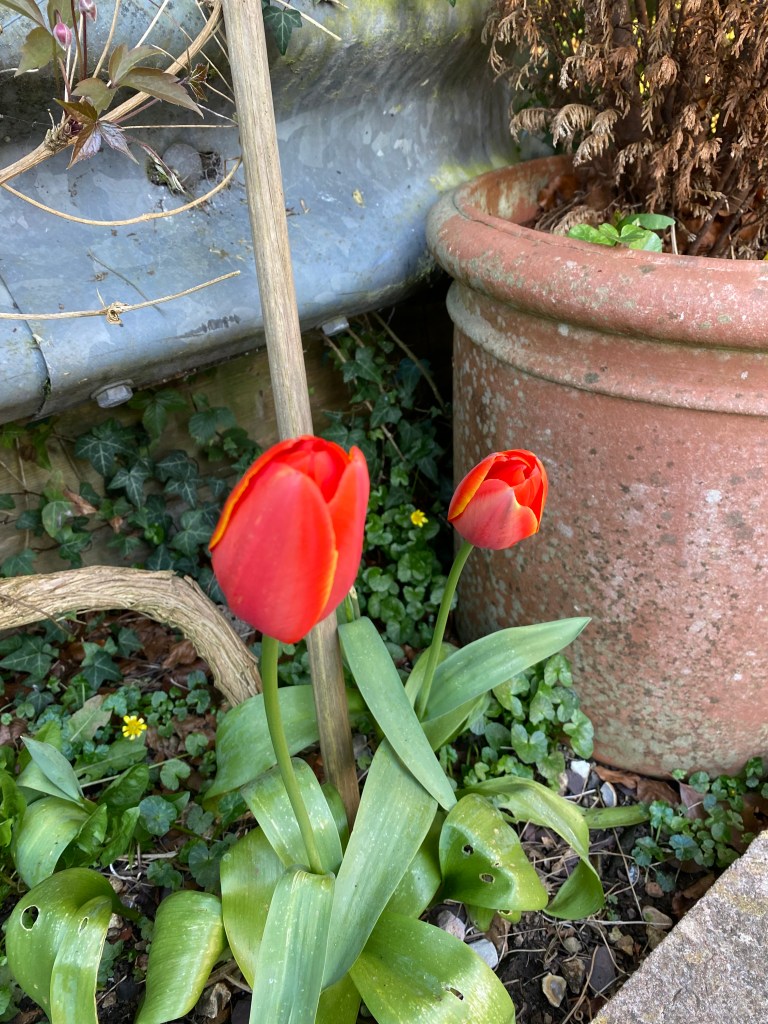 Red Tulips.