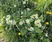 Primrose on the bank.