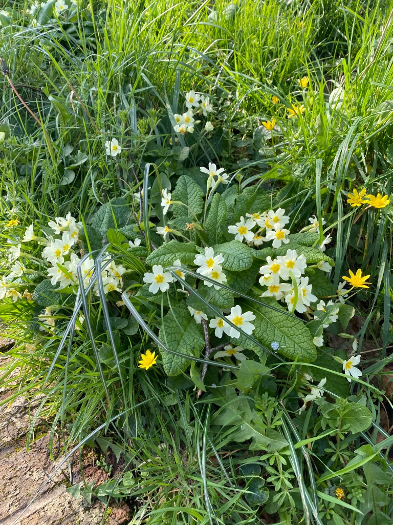 Primrose  on the bank.