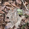 The skeleton of a leaf above some Brown Autumn ones.