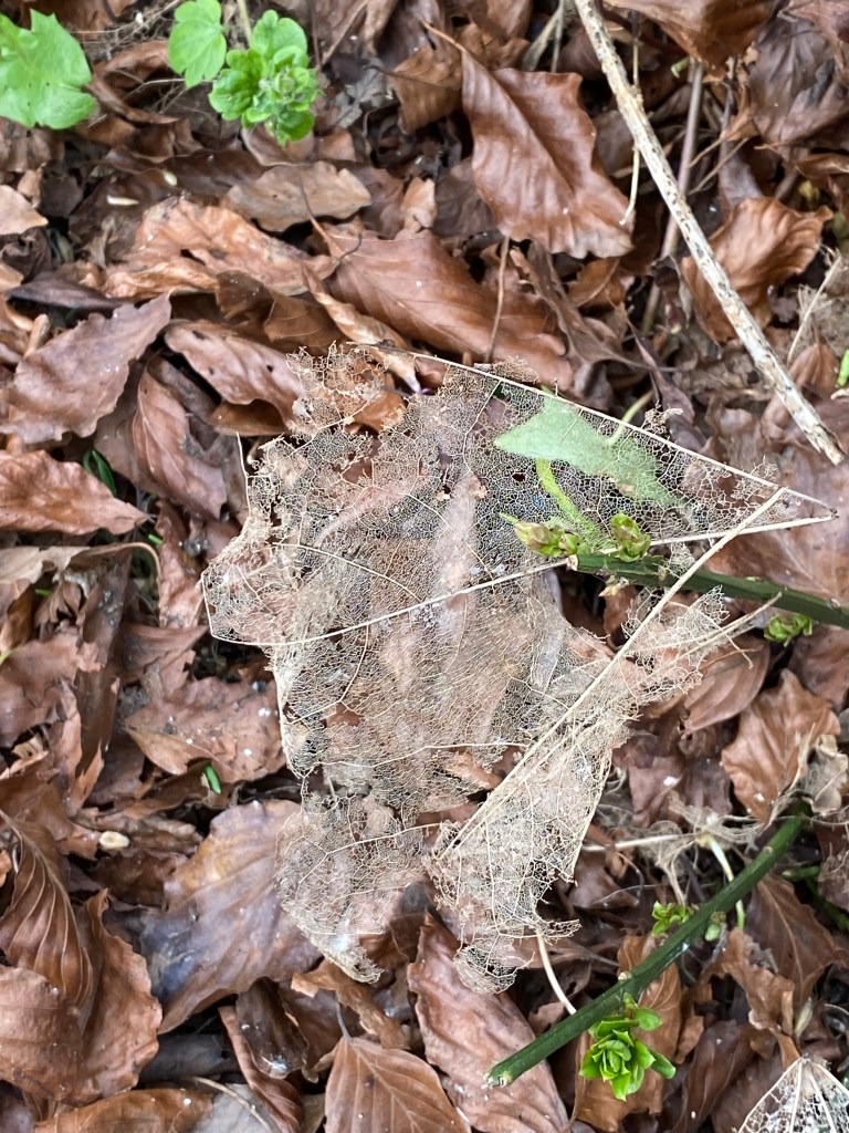 The skeleton of a leaf above some Brown Autumn ones.