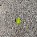 New leaf. Morning Meditation: When we practise Buddhism, we are doing what the Buddha did. Geshe Tashi