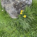 Dandelions on Dartmouth, sheltered by a rock.