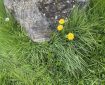 Dandelions on Dartmouth, sheltered by a rock.