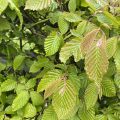 New Hornbeam leaves.