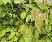 New Hornbeam leaves.