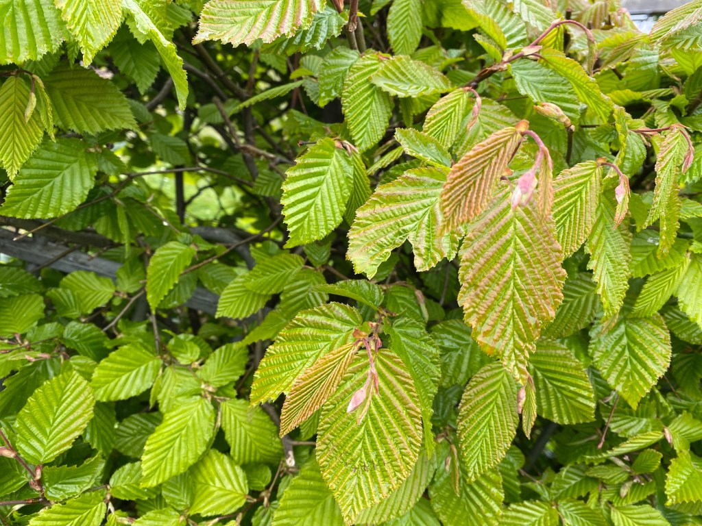 New Hornbeam leaves.