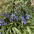 Bluebells