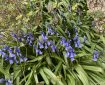 Bluebells