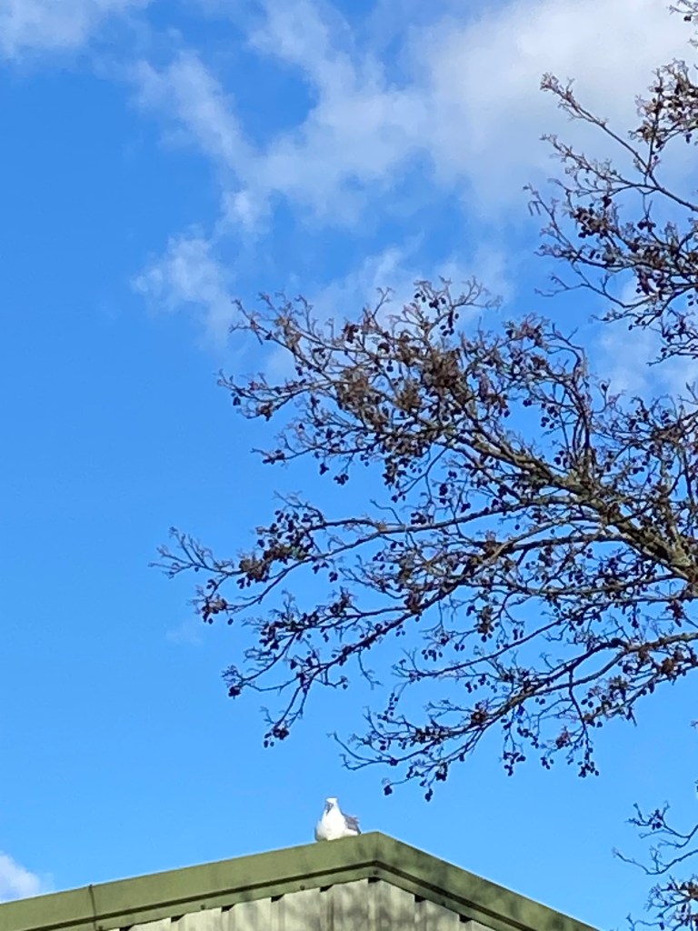 Seagull on the roof.