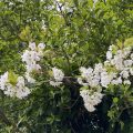 White blossom.