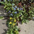 Flowers growing on the pavement.