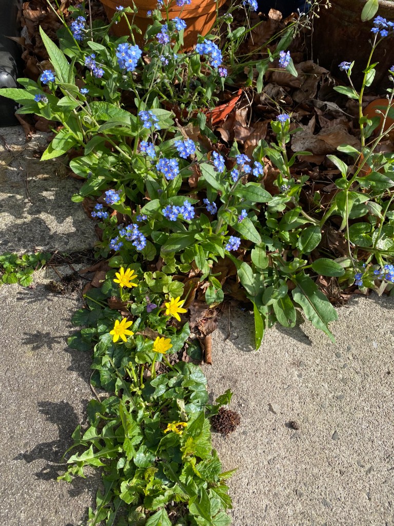 Flowers growing on the pavement.