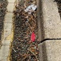 Red leaf by the kerbside.