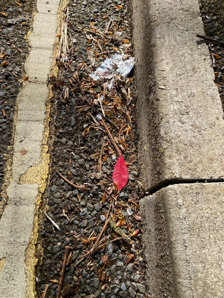 Red leaf by the kerbside.
