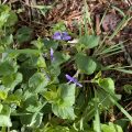 Violets. Morning Meditation: Even when living in the common world, if you don’t become attached to or imbued with worldly things, you can become your true self. Beopjeong