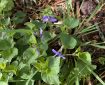 Violets. Morning Meditation: Even when living in the common world, if you don’t become attached to or imbued with worldly things, you can become your true self. Beopjeong