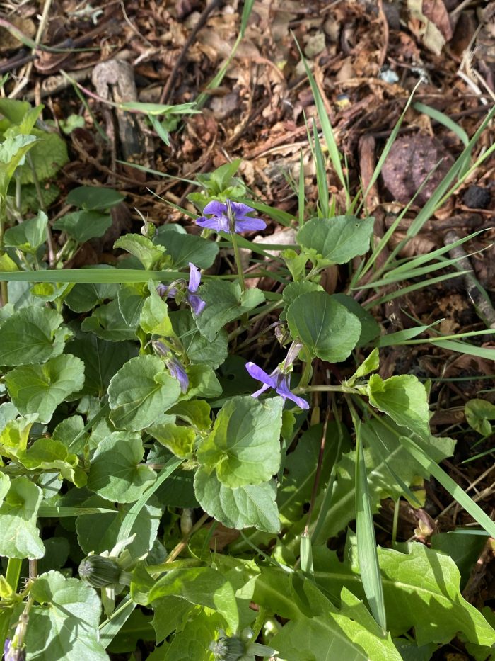 Violets.
Morning Meditation: Even when living in the common world, if you don’t become attached to or imbued with worldly things, you can become your true self. Beopjeong