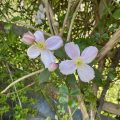 Anemone Clematis. Morning Meditation: Patch-robed monks roam the world constantly emptying and expanding their minds. Hongzhi Zhengjuei