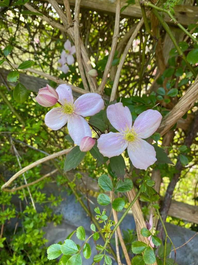 Anemone Clematis.