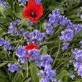 Bluebells and Poppies.