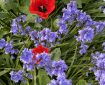 Bluebells and Poppies.