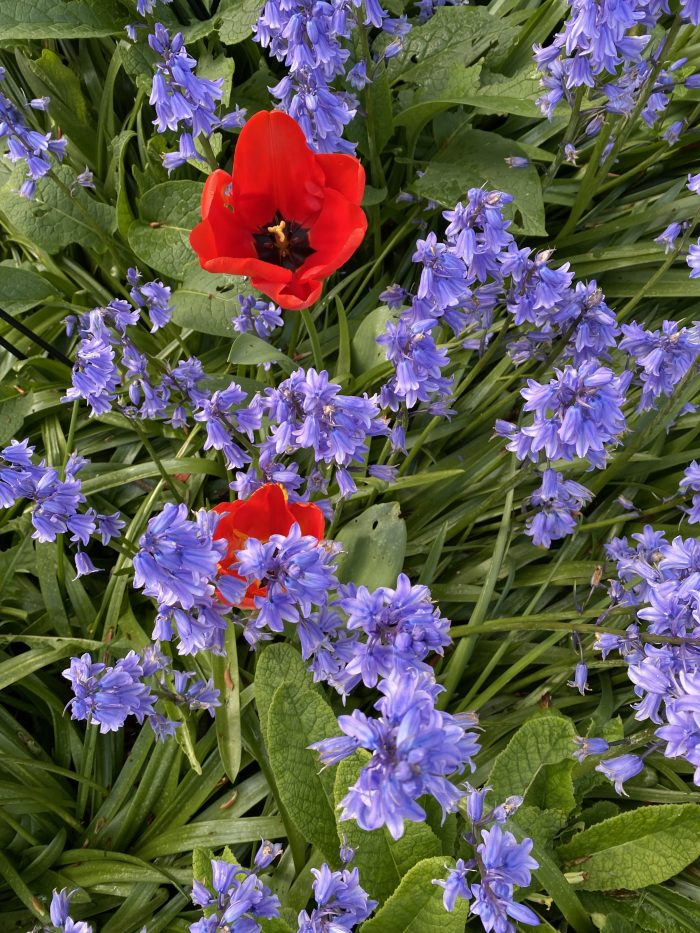 Bluebells and Poppies.