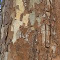 Bark of a tree in Totnes.