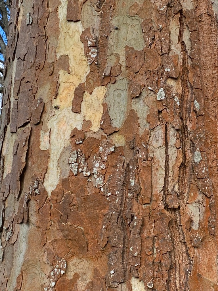 Bark of a tree in Totnes.