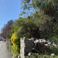 Spring gardens in Totnes. Morning Meditation: In one instant, as it is, is an infinite number of kalpas. An infinite number of kalpas are at the same time this one instant. If you see into this fact, The True Self which is seeing has been seen into. Zen Master Mumon (Mumonkan p323)