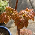 Early sycamore leaves. Morning Meditation: Buddha as an experience transcends mere personality; it invites us to embody his enlightened awareness, manifesting wisdom and compassion in our own lives.