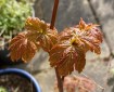Early sycamore leaves. Morning Meditation: Buddha as an experience transcends mere personality; it invites us to embody his enlightened awareness, manifesting wisdom and compassion in our own lives.