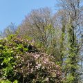 Clematis looking up at the trees in April. Morning Meditation: As we practise, a subtle shift begins. The more we turn our attention inward, the more we come to sense that life’s deepest truths do not yield to control or analysis. Instead, these truths reveal themselves when we stop trying to define or grasp them.