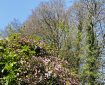 Clematis looking up at the trees in April. Morning Meditation: As we practise, a subtle shift begins. The more we turn our attention inward, the more we come to sense that life’s deepest truths do not yield to control or analysis. Instead, these truths reveal themselves when we stop trying to define or grasp them.