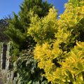 Totnes hedge. Morning Meditation: The Buddhist practice of Metta, or loving-kindness, is much deeper than just having nice ideas and good thoughts.