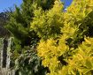Totnes hedge. Morning Meditation: The Buddhist practice of Metta, or loving-kindness, is much deeper than just having nice ideas and good thoughts.