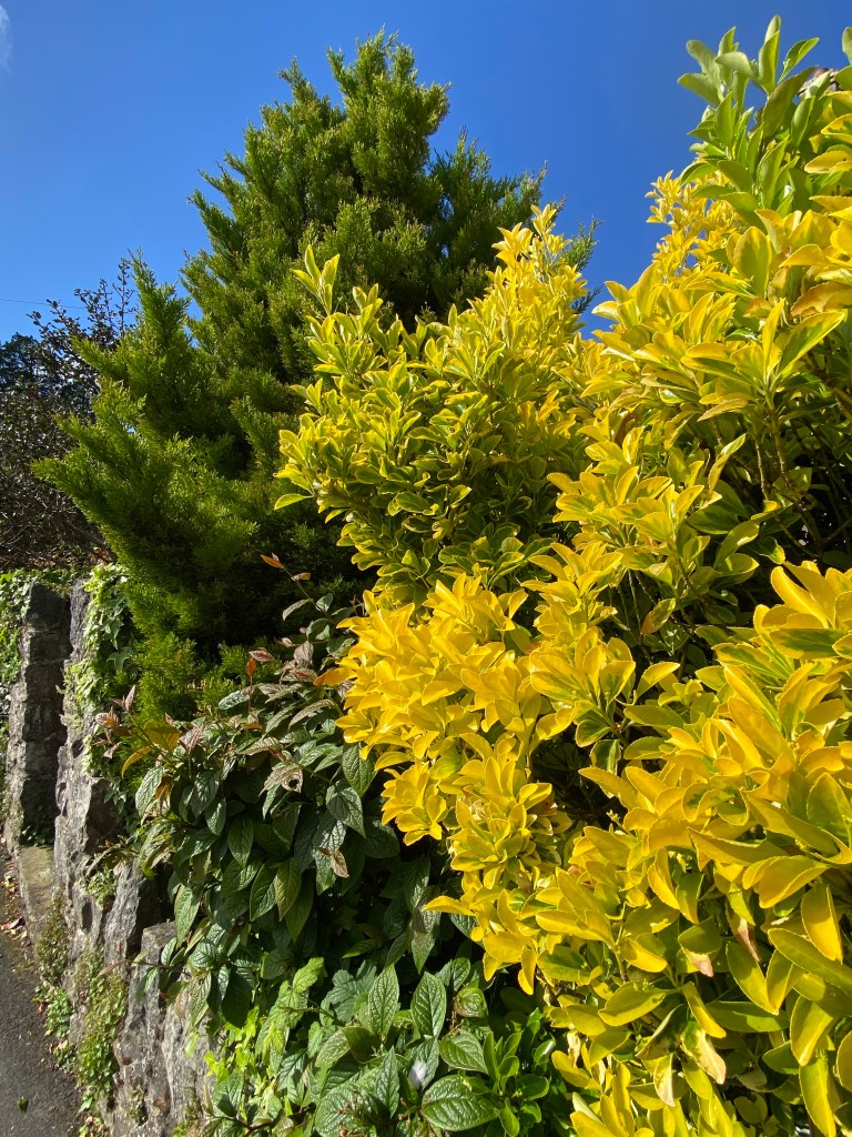 Totnes hedge.