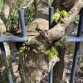 Tree growing around some railings. Morning Meditation: As we continue our journey, remember that the wisdom and insight we seek are not far away but are already within us, waiting to be uncovered. Buddha is not a distant ideal but the living experience of our own true nature.