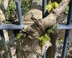 Tree growing around some railings. Morning Meditation: As we continue our journey, remember that the wisdom and insight we seek are not far away but are already within us, waiting to be uncovered. Buddha is not a distant ideal but the living experience of our own true nature.