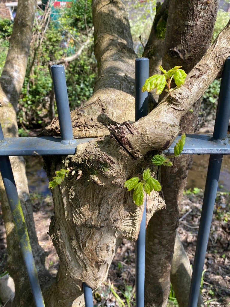 Tree growing around some railings.