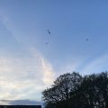 Seagulls, clouds, and trees. Morning Meditation: A beginner to Buddhist practice has more chance of awakening than someone who thinks they know it all. Zen Graffiti.