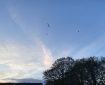 Seagulls, clouds, and trees. Morning Meditation: A beginner to Buddhist practice has more chance of awakening than someone who thinks they know it all. Zen Graffiti.