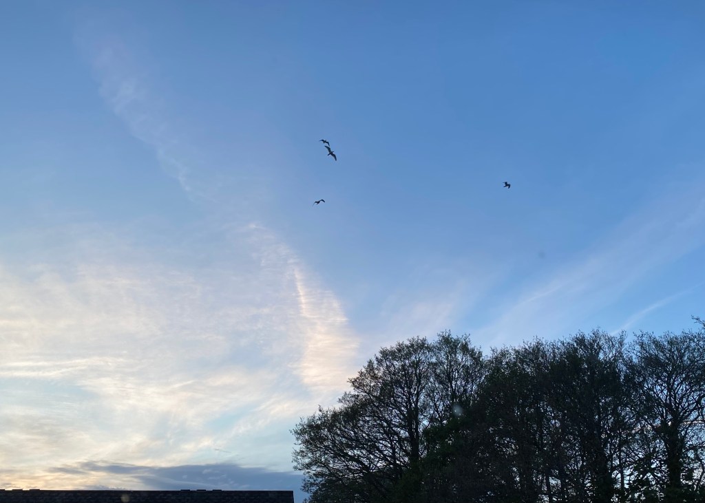 Seagulls, clouds, and trees.