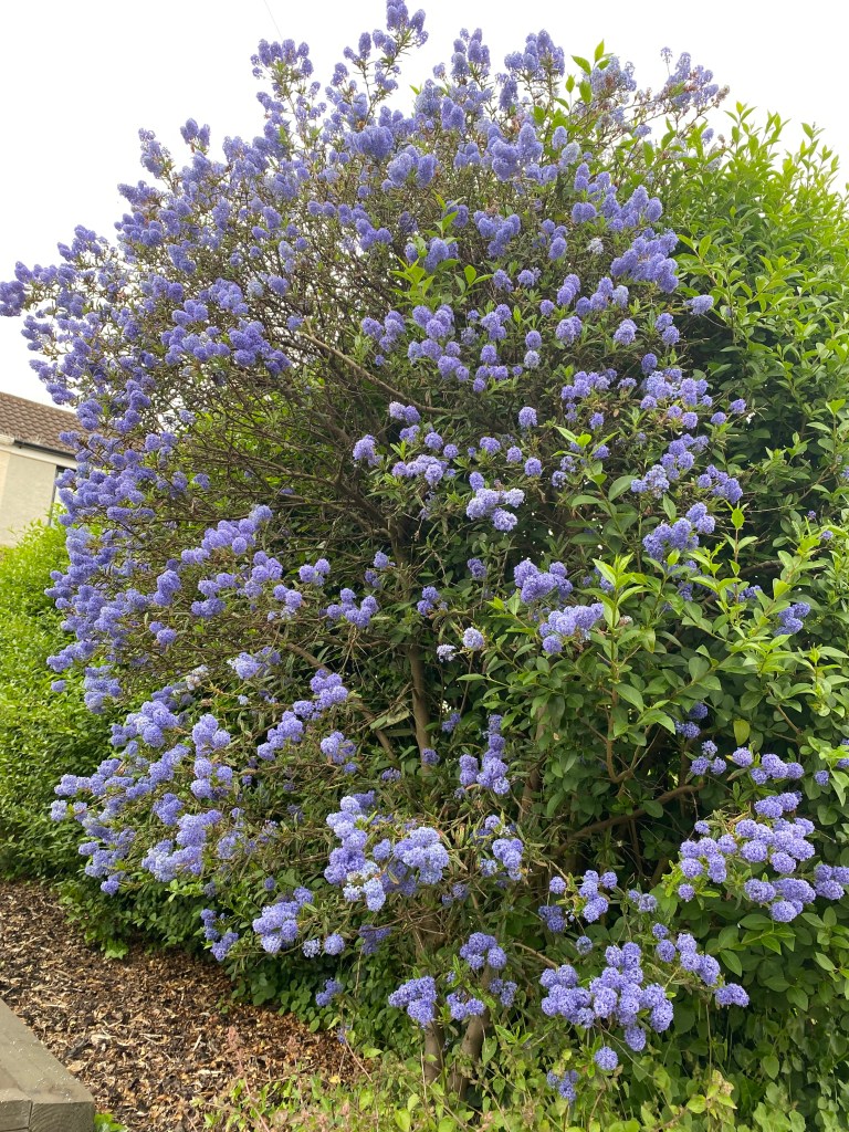 Feltleaf Ceanothus.