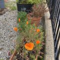 Orange California poppies. Morning meditation: Understanding life and death — free to come and go—free from fear of death. No need to look for worthiness it will arise of itself. Rinzai