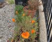 Orange California poppies. Morning meditation: Understanding life and death — free to come and go—free from fear of death. No need to look for worthiness it will arise of itself. Rinzai