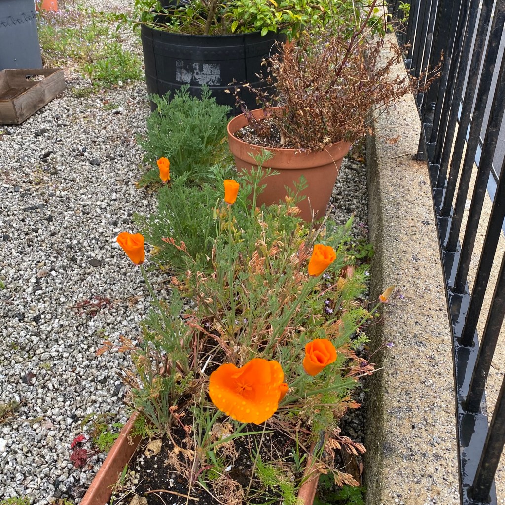 Orange California poppies.